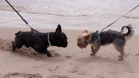 Imagen de archivo de dos perros en la playa / EUROPA PRESS