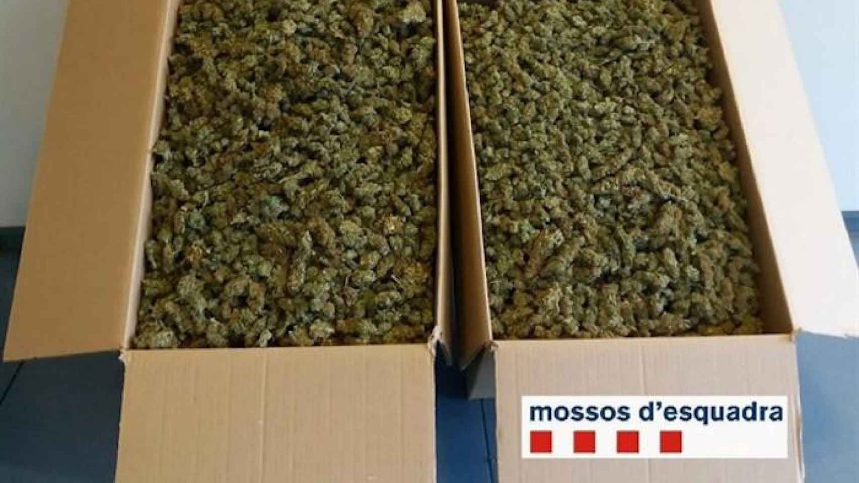 Marihuana incautada en Terrasa (Barcelona) / MOSSOS D'ESQUADRA