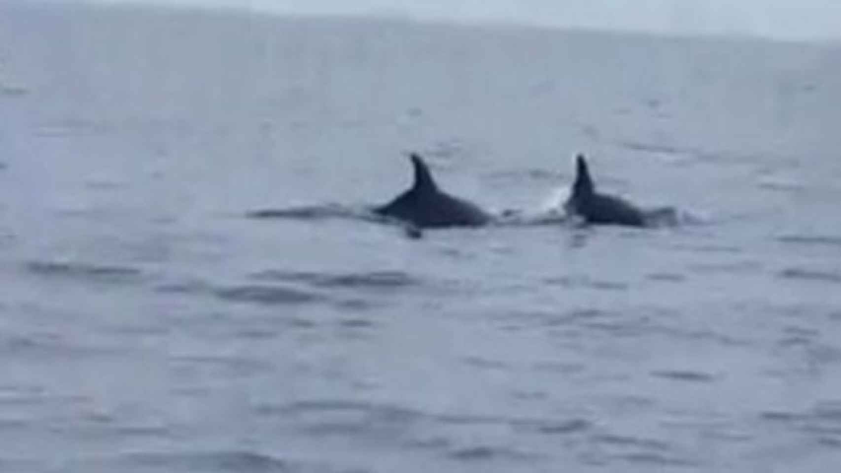 Delfines en el Delta del Ebro