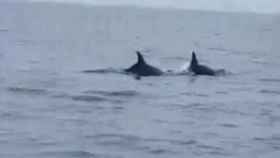 Delfines en el Delta del Ebro