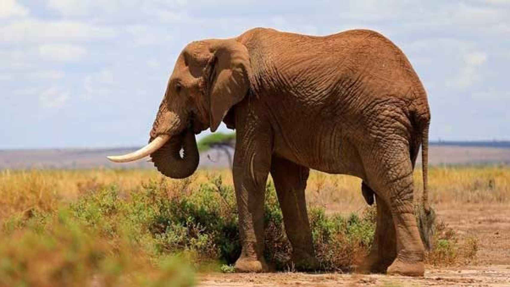 Un elefante en una foto de archivo / Europa Press