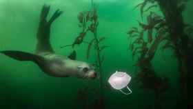 La fotografía de Ralph Pace ganadora de la sección medioambiental de los premios World Press Photo de 2021 / EFE