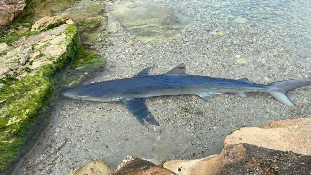 Un tiburón azul como el que ha obligado a desalojar una cala de Miami Platja / EUROPA PRESS