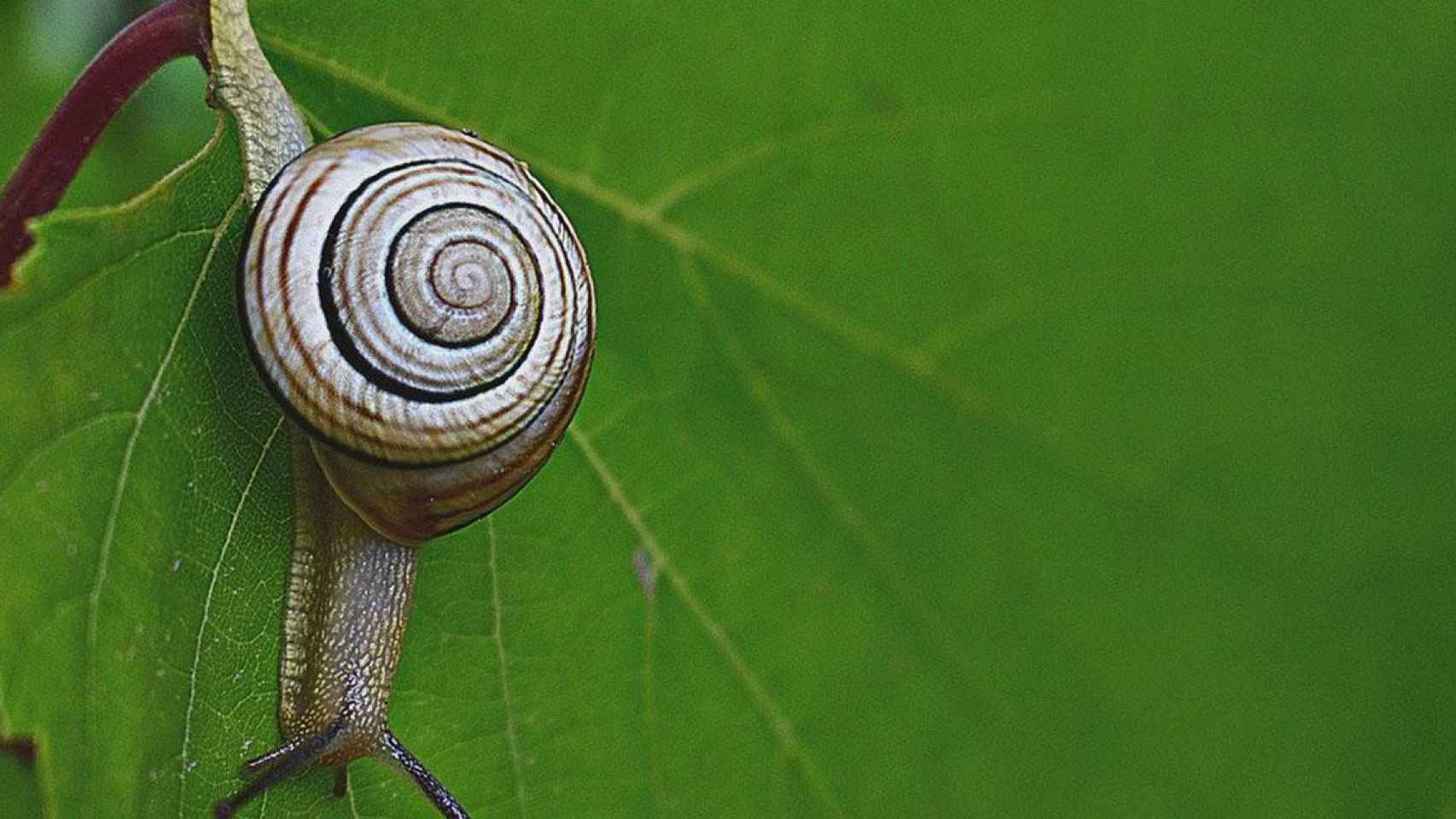 Un ejemplar de caracol / PIXABAY