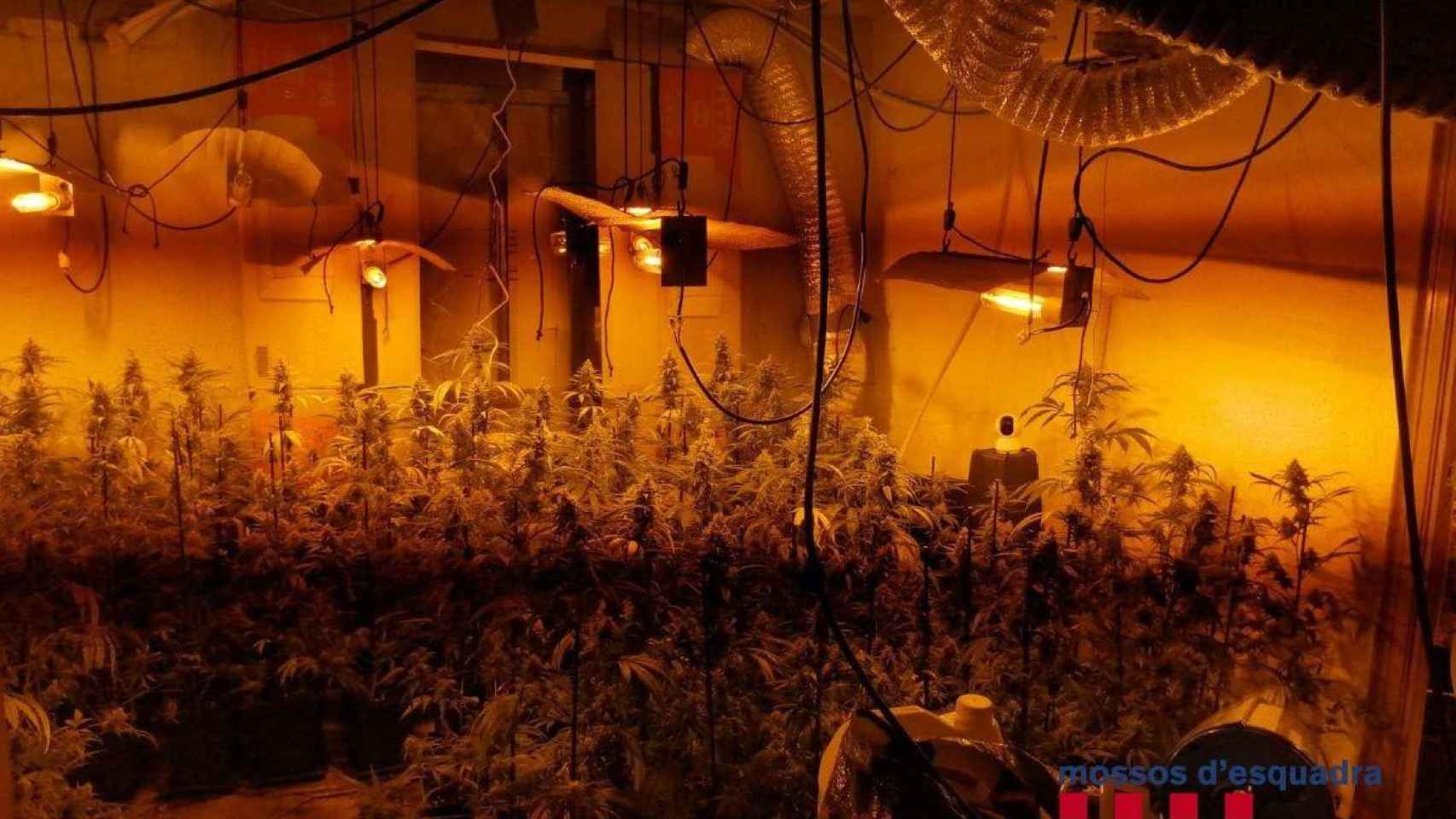 La plantación de marihuana en el comedor del domicilio / MOSSOS D'ESQUADRA