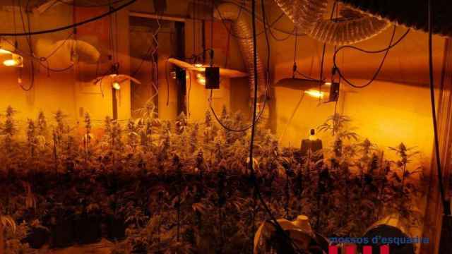 La plantación de marihuana en el comedor del domicilio / MOSSOS D'ESQUADRA