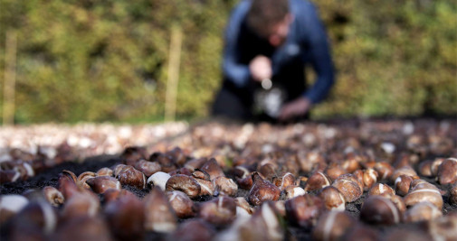 Un operario del jardín de Keukenhof planta algunos de los siete millones de bulbos este jueves en el parque de flores apodado el 'Jardín de Europa' - EFE/OLAF KRAAK