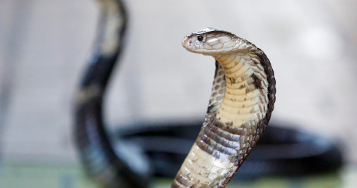 Un par de King Cobras durante una manifestación en el Queen Saovabha Memorial Institute and Snake Farm en Bangkok, Tailandia, este miércoles - EFE/DIEGO AZUBEL