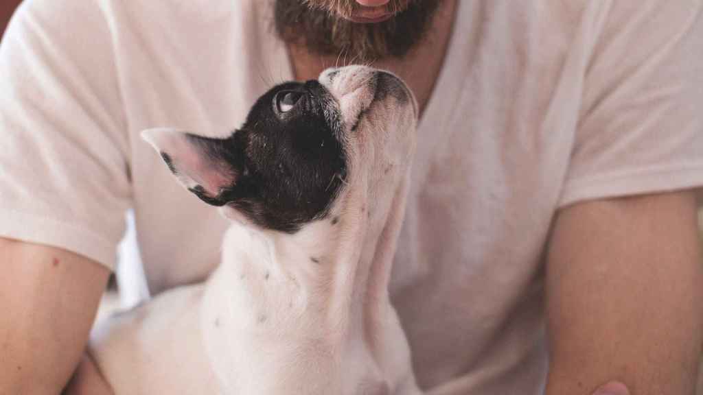 Un perro y su dueño se miran fijamente / CG