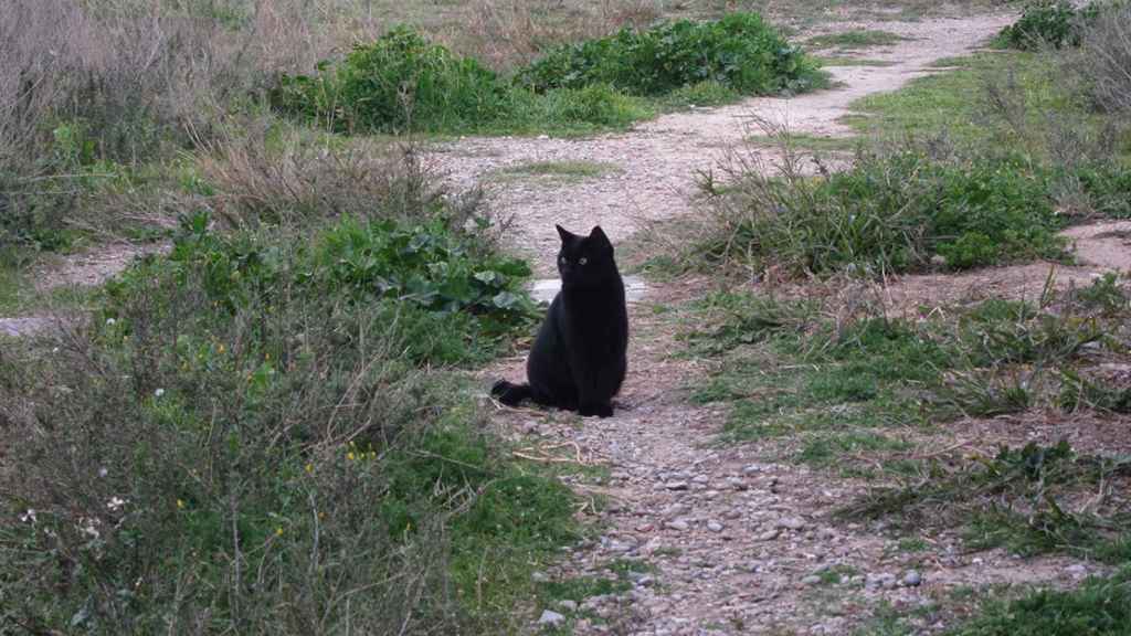 Un gato, en un lugar donde se suelen concentrar colonias de gatos, en una imagen de archivo / EUROPA PRESS