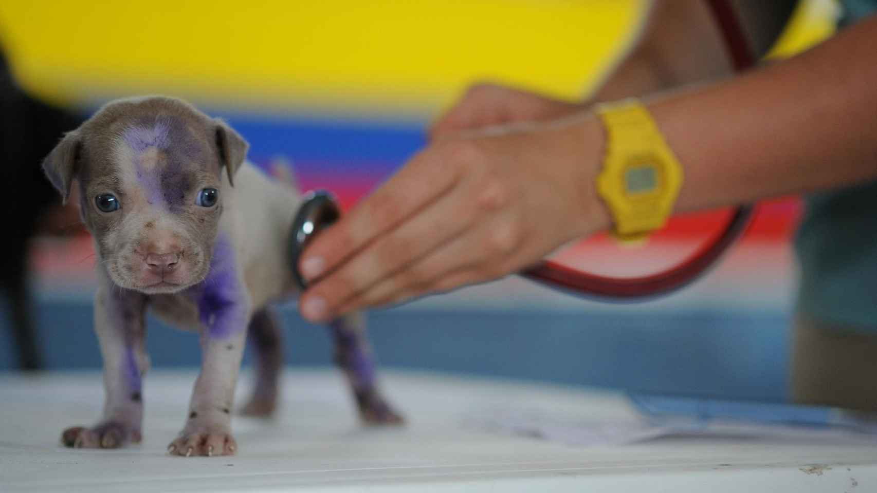 Un cachorro siendo atendido por uno de los veterinarios de un centro / PIXABAY