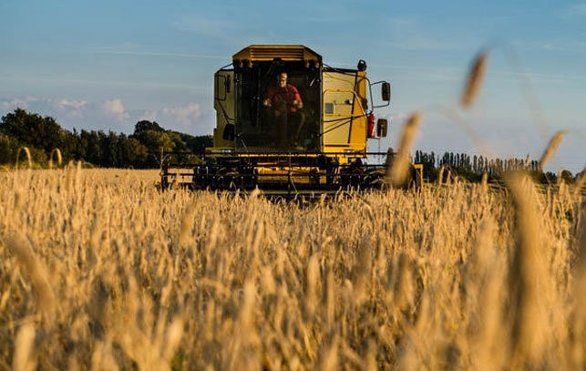 La producción de alimentos se reduce a cada vez menos cultivos, como el del trigo, la soja o el maíz