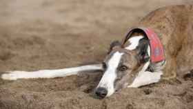 Un perro de la raza galgo