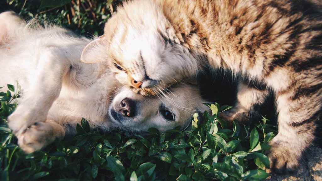 Dos mascotas juegan en el jardín de una casa / PIXABAY