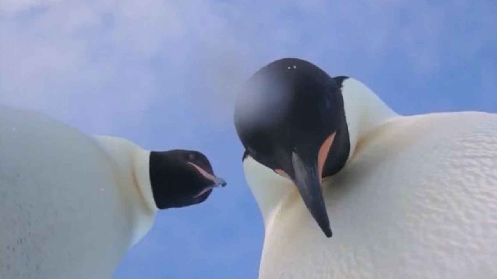 Los dos pingüinos en el momento del 'selfie'