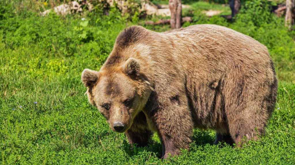 Un oso en libertad disfruta de un prado verde / CG