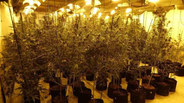 Imagen de archivo de una plantación de marihuana / MOSSOS