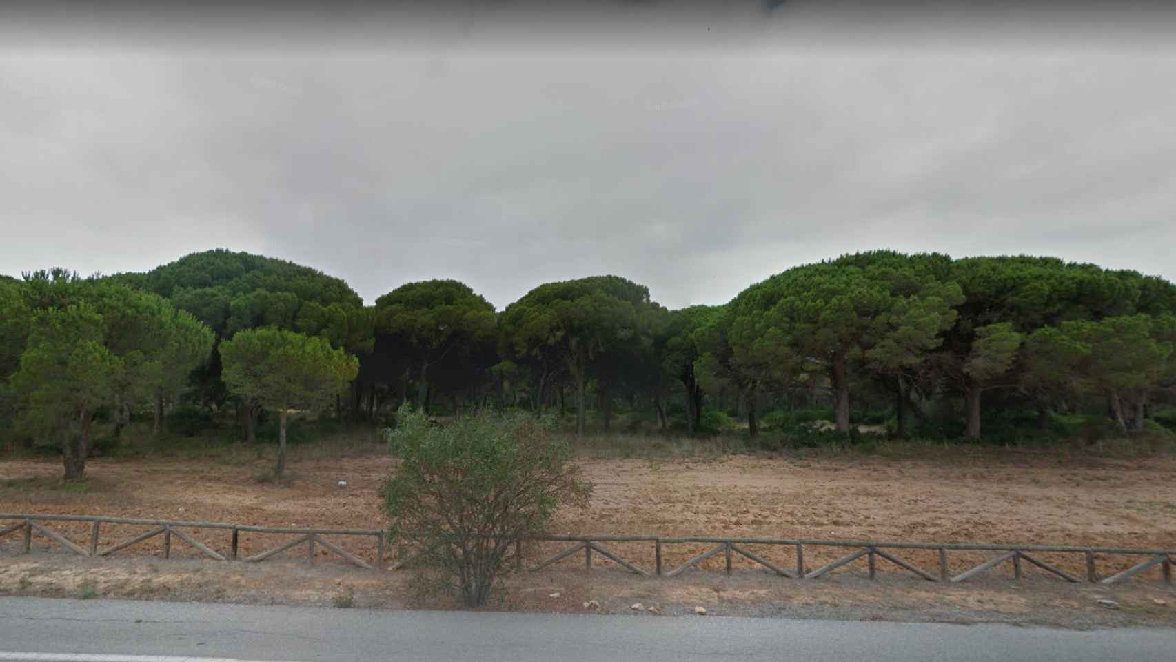 El pinar de Sancti Petri, donde se construirá el complejo urbanístico y se producirá la reforestación / GOOGLE