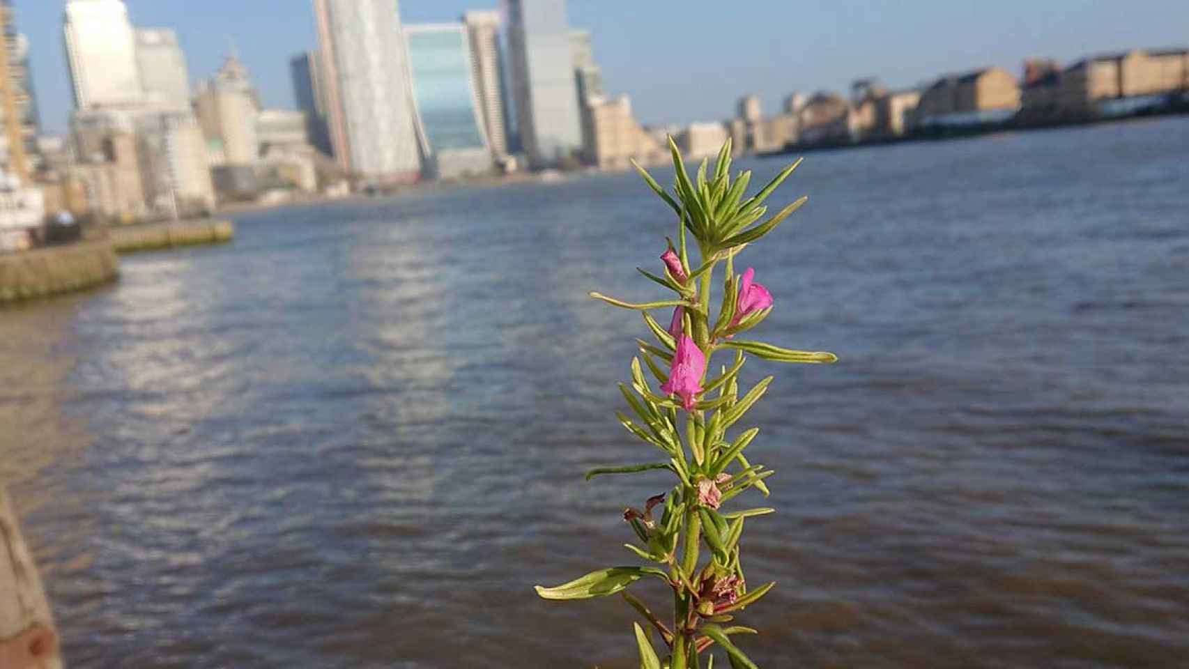 Flores urbanas, identificadas por la fundadora del movimiento 'More than weeds' (Más que malas hierbas) en el Reino Unido / SL