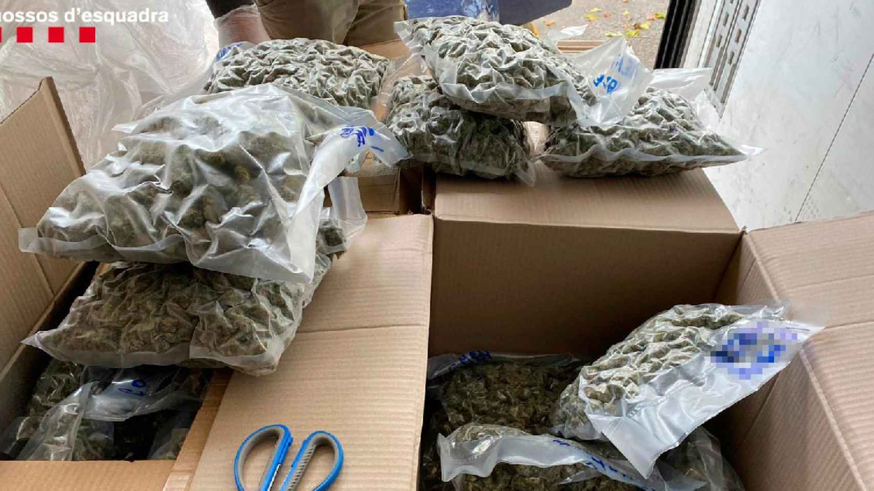 Marihuana incautada en un operativo de los Mossos d'Esquadra / MOSSOS