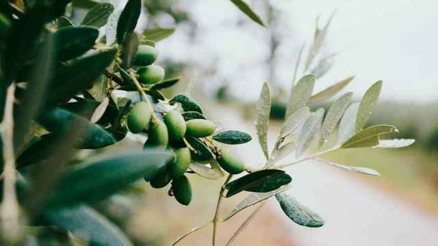 Aceitunas en un olivo / UNSPLASH