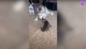 Este gatito molesta a los huskies con los que convive y esto es lo que pasa / YOUTUBE