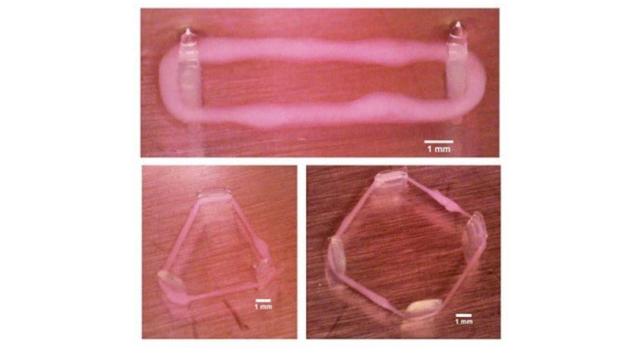Imagen de tejidos musculares hechos con bioimpresión 3D / IBEC