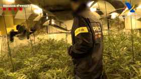 Un mosso inspecciona una de las plantaciones de marihuana de la organización desarticulada / MOSSOS