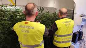 Plantación de marihuana en la vivienda de un pequeño pueblo de Lleida / GUARDIA CIVIL