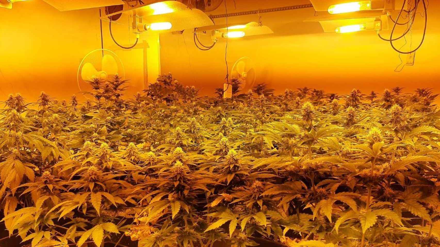 Esta es la plantación de marihuana del hombre que pedía matar a mossos / MOSSOS