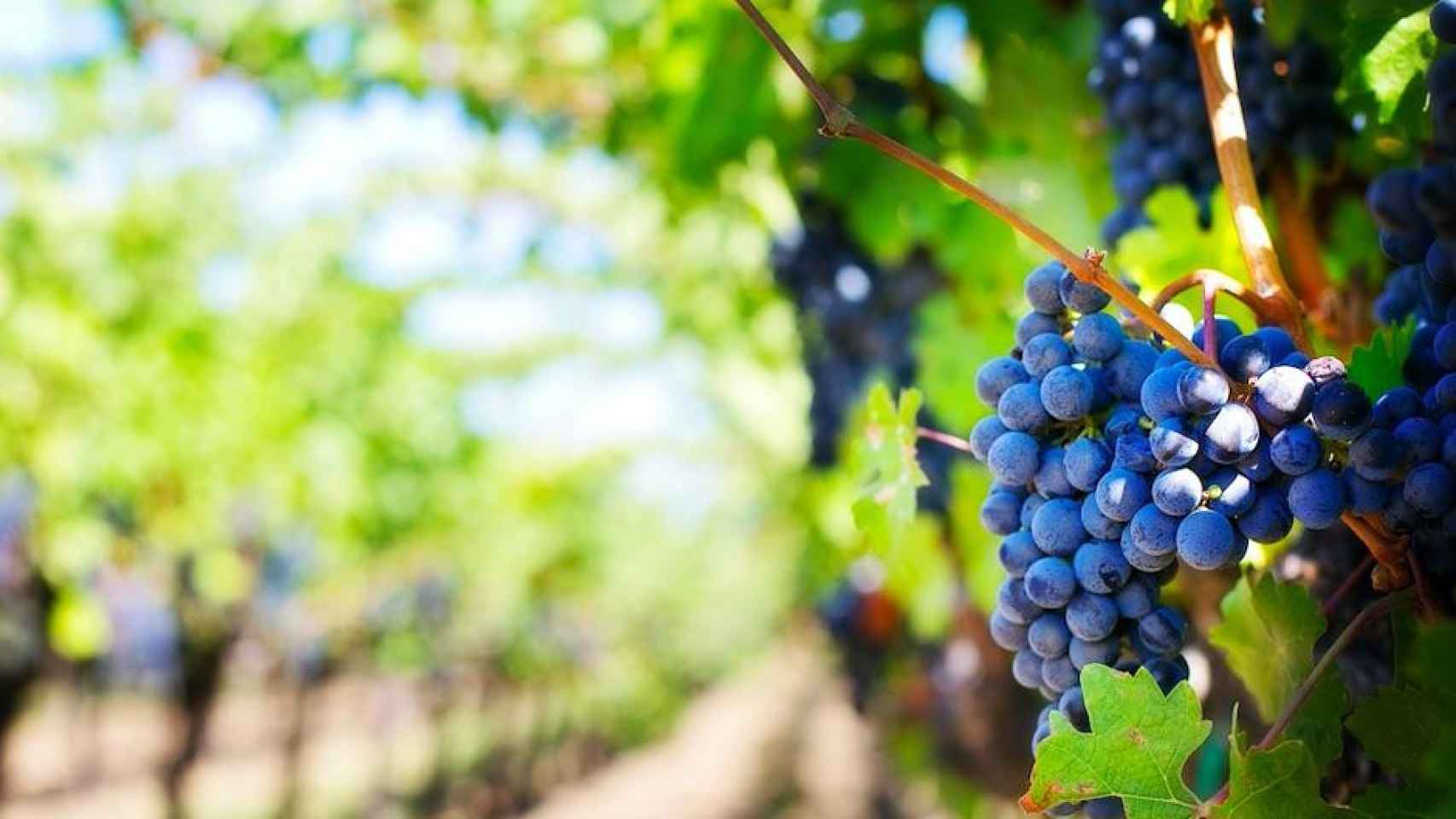 Uvas y vides, protagonistas de los mejores viñedos de España / PIXABAY