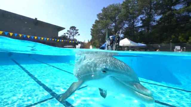 Un delfín animatrónico / EDGE INNOVATIONS