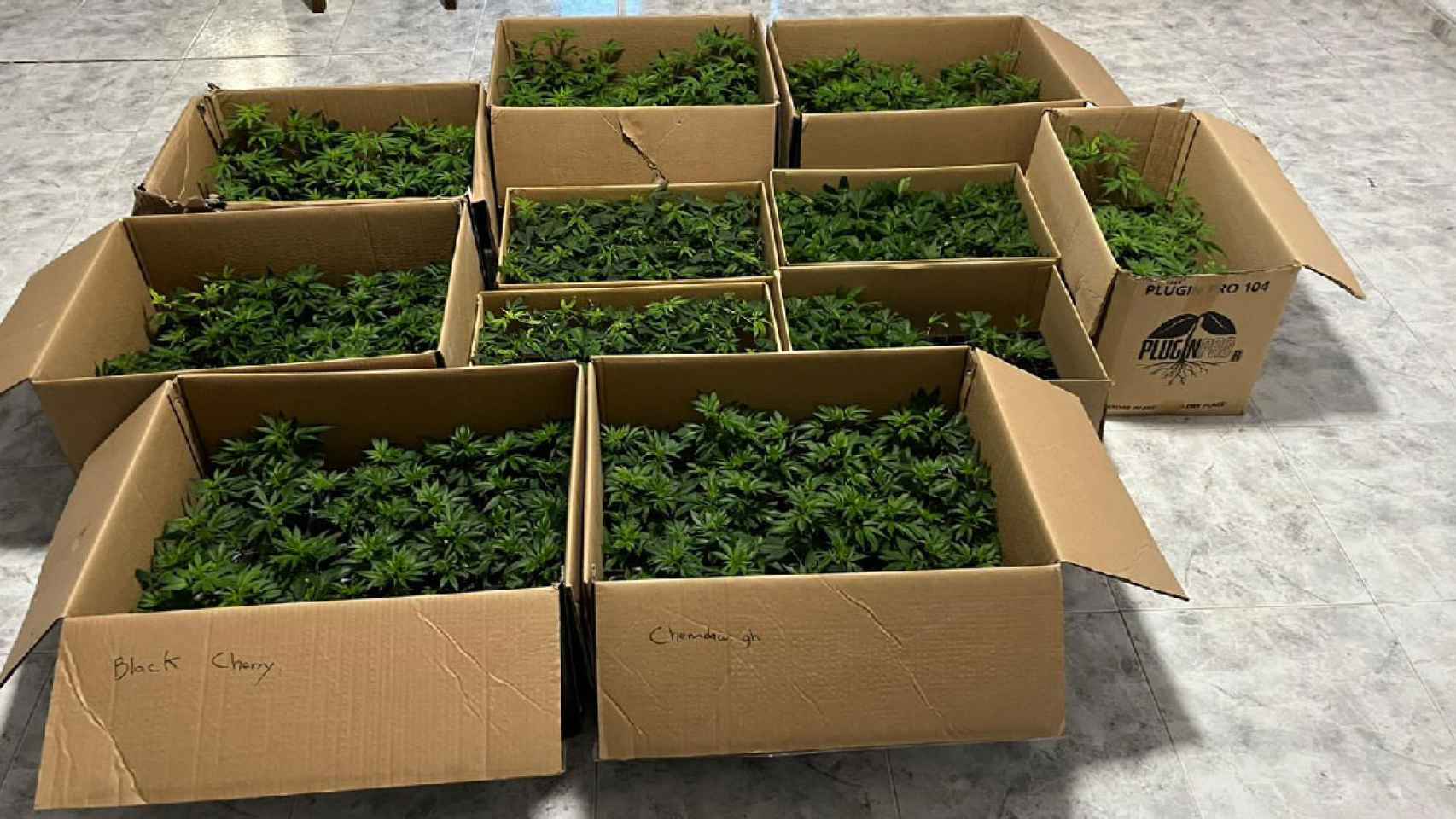 Plantas de marihuana incautadas por los Mossos d'Esquadra / MOSSOS