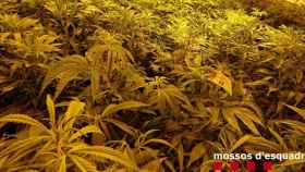 Cultivo de marihuana, como el desmantelado por los Mossos en Gavà / MOSSOS