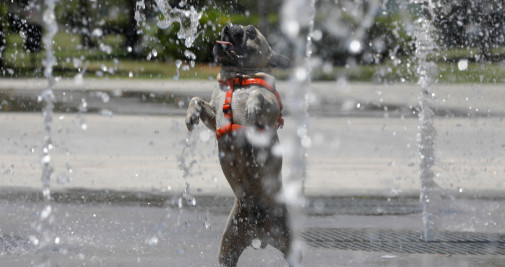 Un perro en una fuente de Mallorca / CLARA MARGAIS - DPA