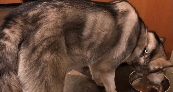 El perro Ice, a salvo, con la protectora de Girona / POLICÍA GIRONA