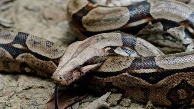 Una serpiente boa constrictor