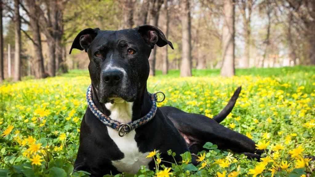 Un pitbull tumbado en un prado cercano al bosque / CG