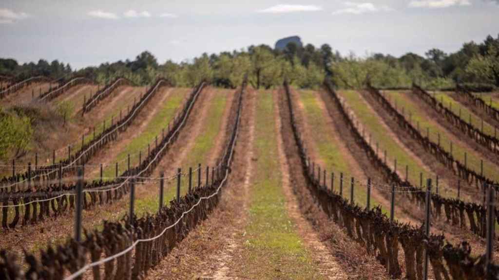 Una de las plantaciones de las grandes bodegas catalanas / EUROPA PRESS