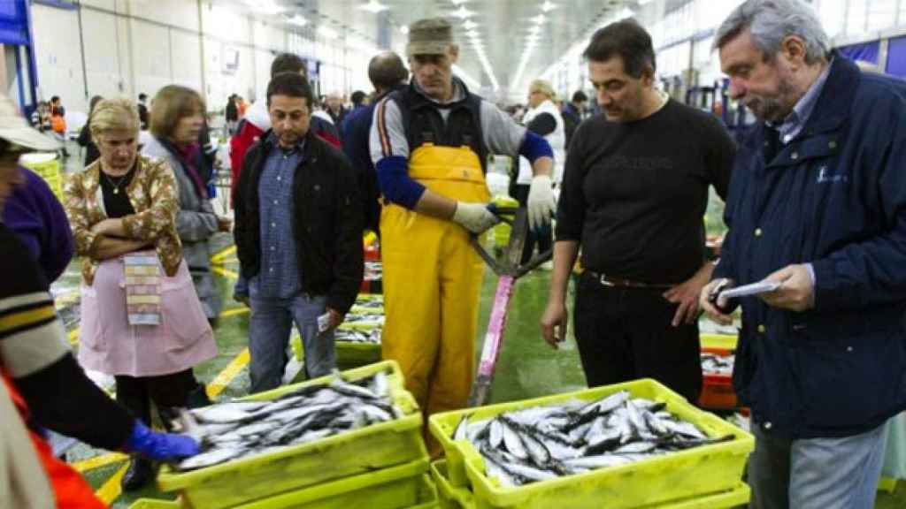 Sardinas en la lonja de Vigo / EFE