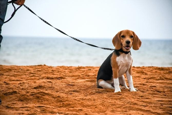 Dueño sacando a pasear a su mascota / Aun SB en UNSPLASH