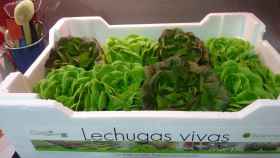 pale lechuga