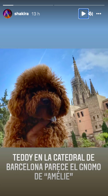 teddy, la mascota de Shakira