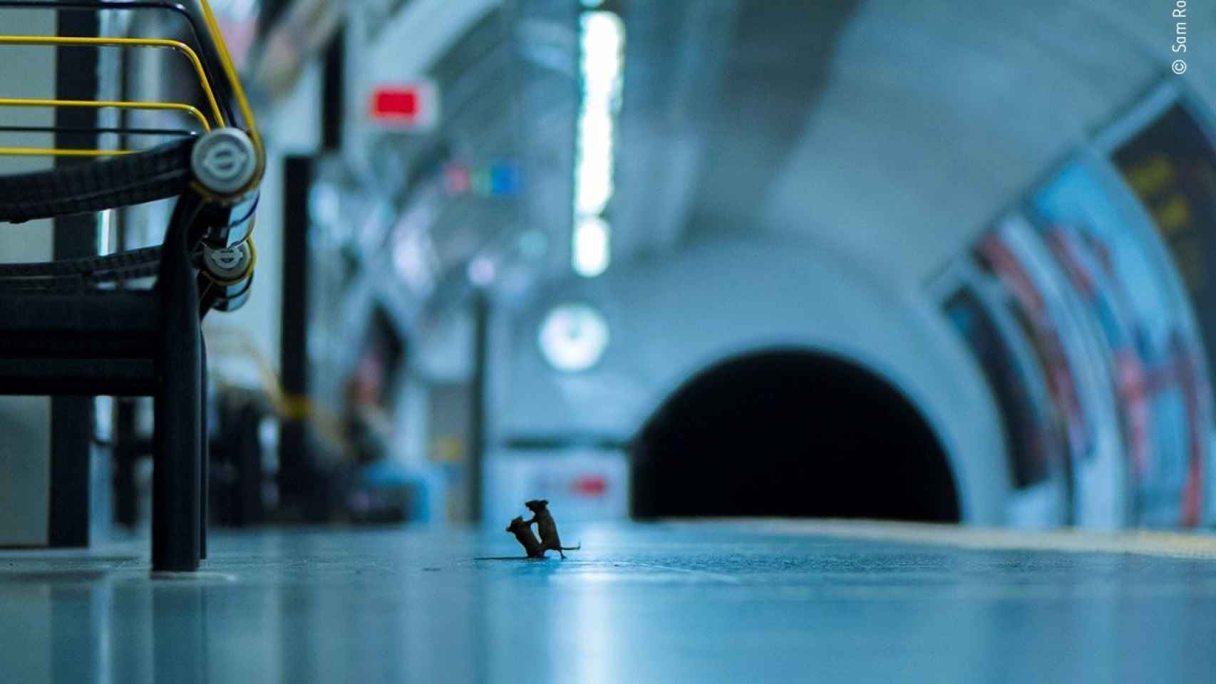 'Pelea en la estación', la fotografía de dos ratones ganadora del Wildlife Photographer of the Year / EFE