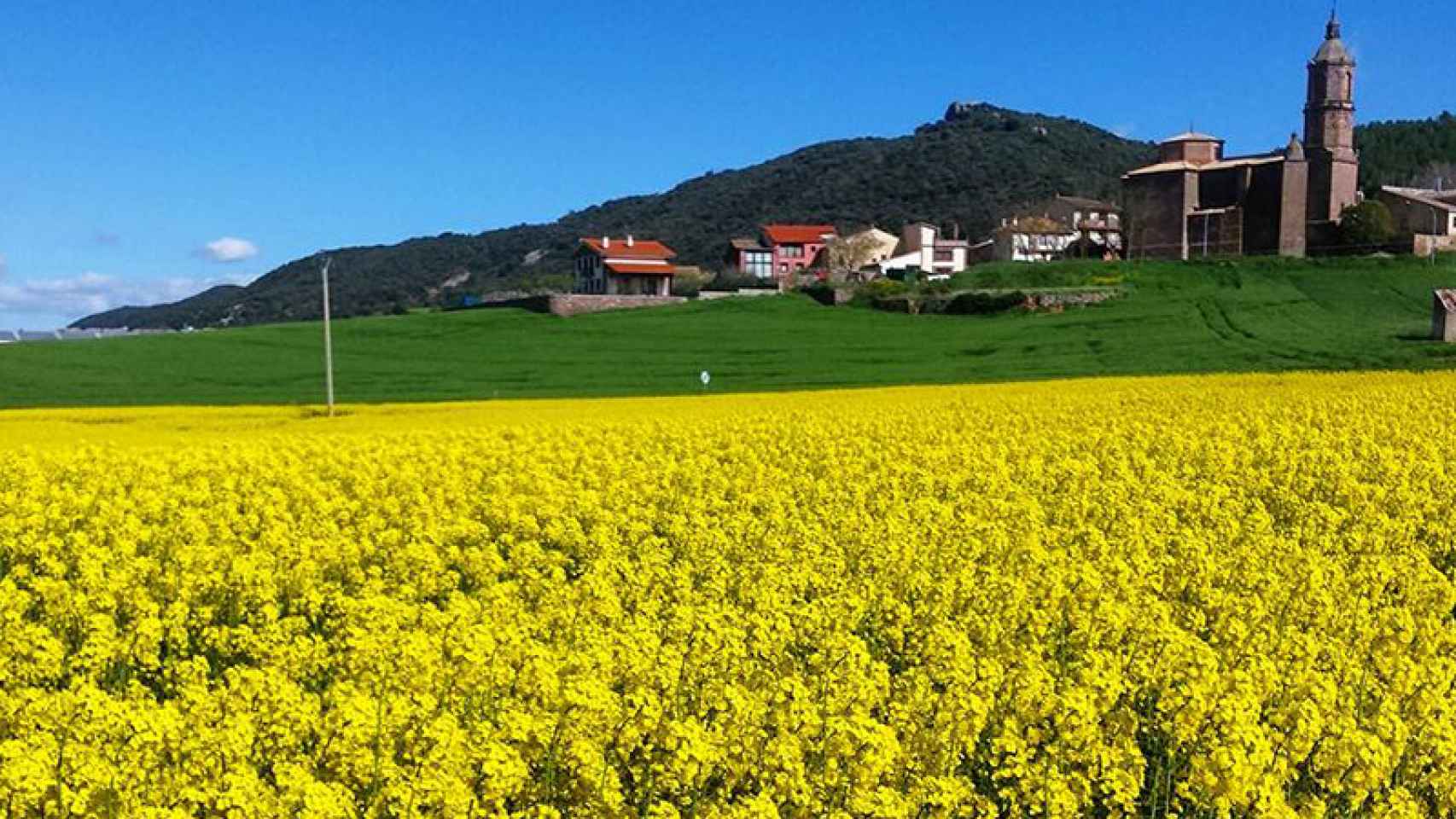 El campo de la localidad navarra de Nozar, cubierto de colza