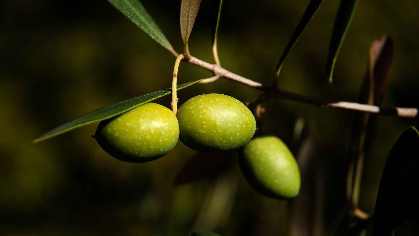 Aceitunas / PIXABAY