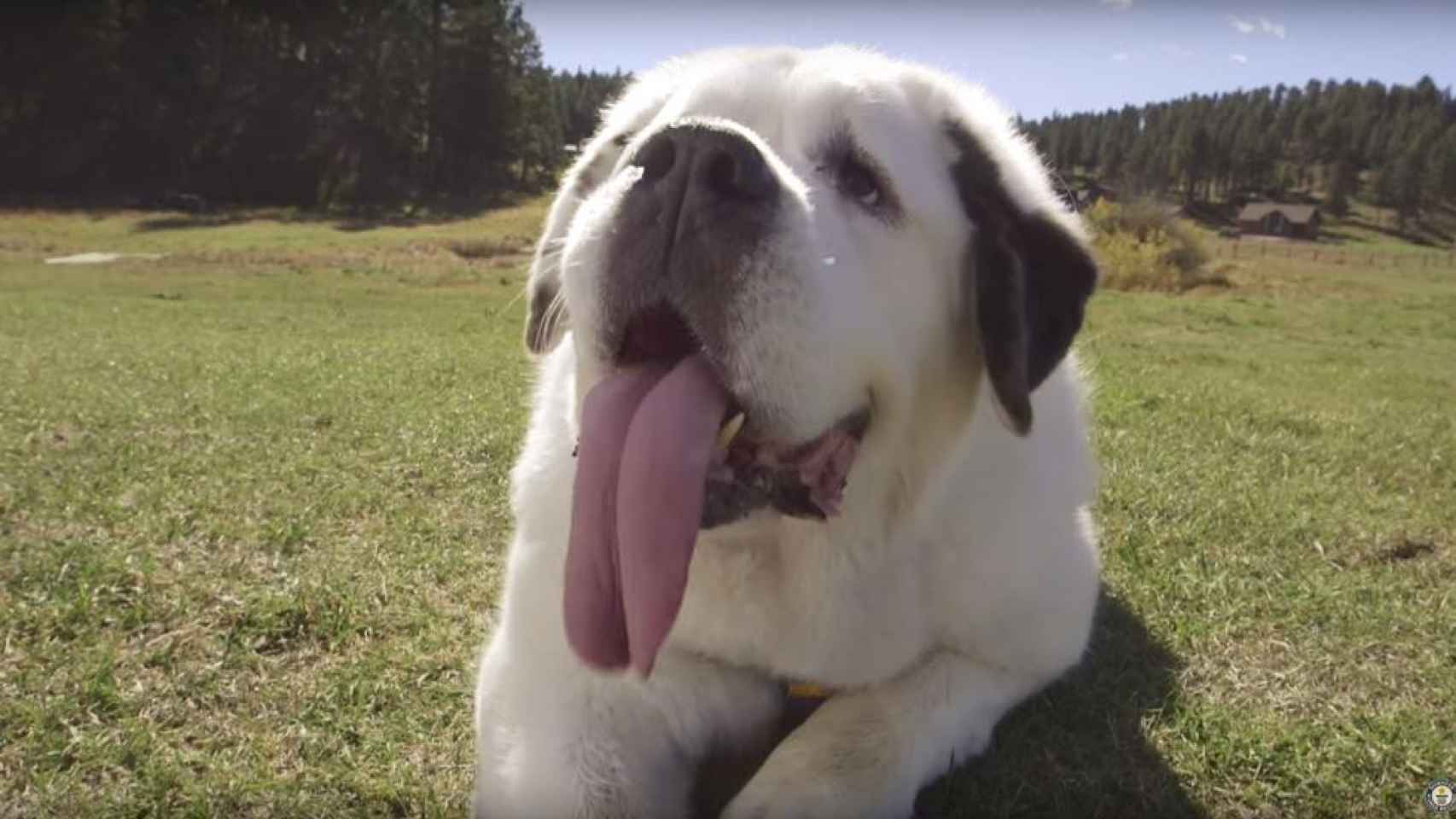 Mochi y su larga lengua de 18 centímetros