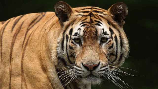 El tigre de Bengala es una especie en peligro de extinción