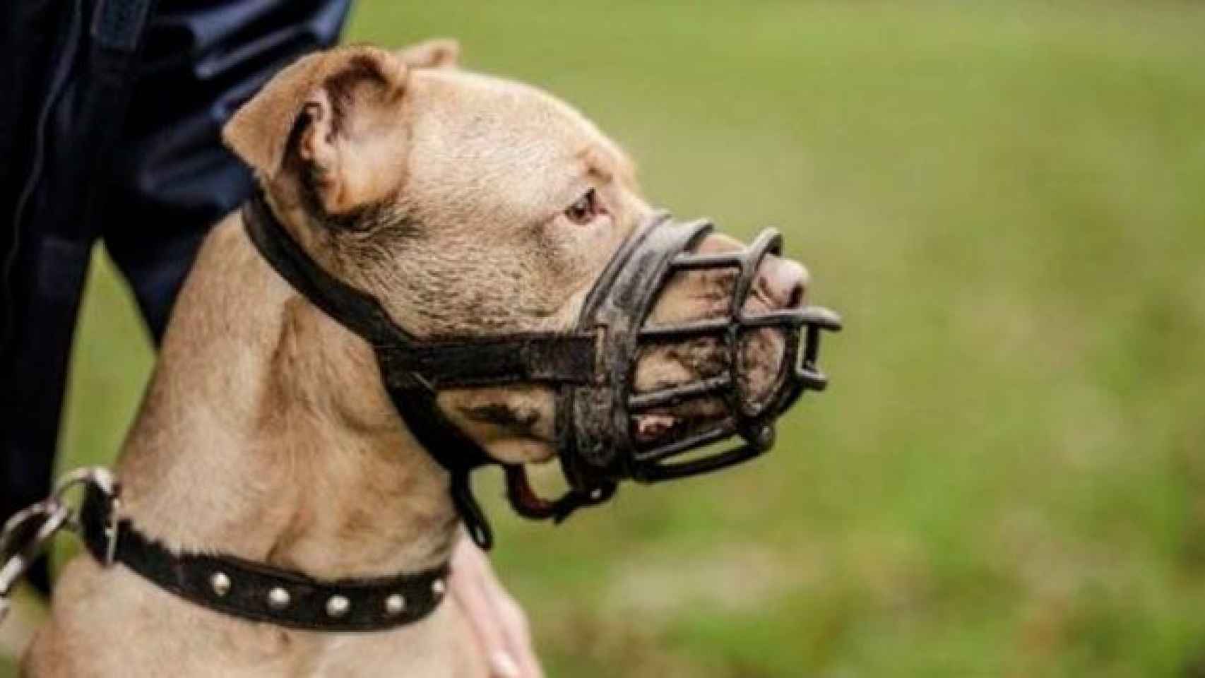 Perro potencialmente peligroso con el bozal, como el que ha atacado a un bebé de un mes a causa de un despiste / CG