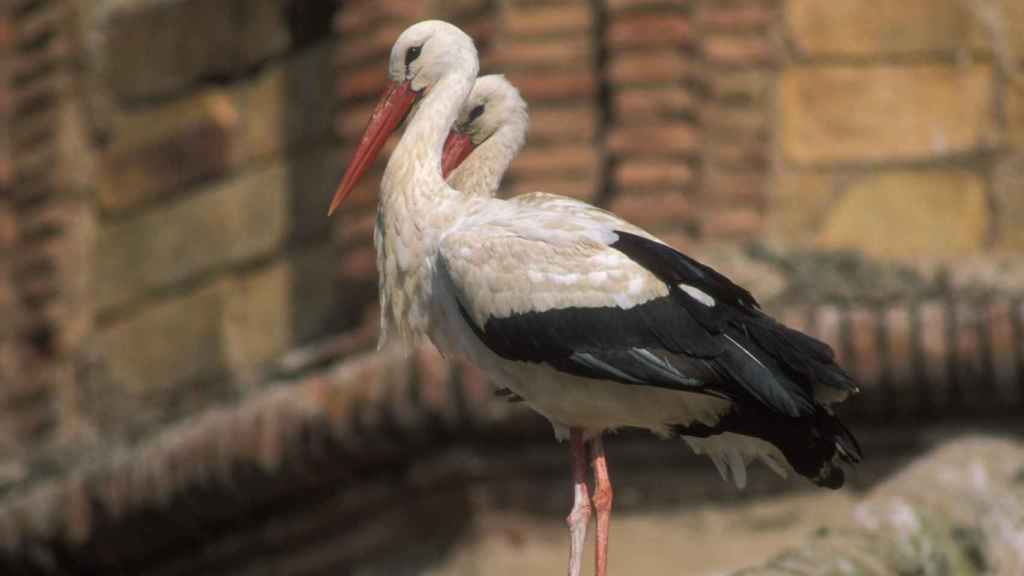 Dos cigüeñas blancas en una imagen de archivo / SEO BIRDLIFE - EUROPA PRESS